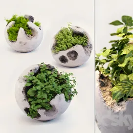 Round concrete pots with plants